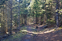 L´espès bosc de pi negre del Forcat.