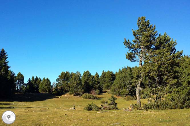 Torreta de l