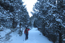 Pujant per un bonic bosc de pi negre.