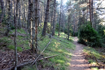 Interior del bosc.