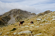 Vaques pasturant als prats alpins propers de la carena fronterera amb Andorra.