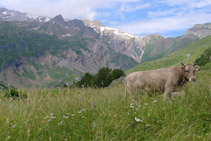 Una vaca pasturant a la vall d´Otal.