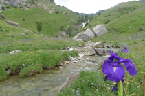 Lliri dels Pirineus (<i>Iris xiphioides</i>) en primer terme i cascada d´Otal al fons.