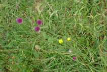 Una de les moltes flors que podem observar a la vall d´Otal.