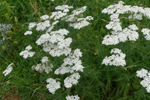 Milfulles (<i>Achillea Millefolium</i>). Segons la mitologia grega, l´heroi Aquiles utilitzava aquesta planta per guarir-se les ferides i pel mal d´estómac.