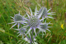 Panical blau (<i>Eryngium Bourgatii</i>).