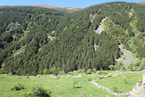 A l´altra banda, part obaga de la vall amb un bosc dens de pins i d´altres espècies caducifòlies.