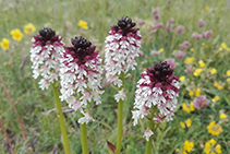 Orquídies cremades (Orchis ustulata).