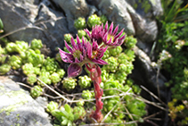 Matafoc teranyinós (Sempervivum arachnoideum).