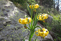 Marcòlic groc (Lilium pyrenaicum).