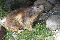 Marmota sortint del seu cau.