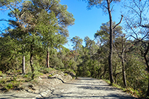 Camí molt còmode entre alzines, pins i algun roure.