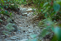 La xarxa de senders del Parc Natural de Collserola estan ben mantinguts.
