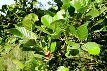 El vern, arbre típic del bosc de ribera.