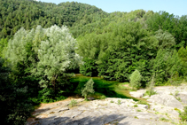 El bosc de ribera a Sant Quirze de Pedret.