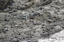 Un isard, als peus de la glacera.