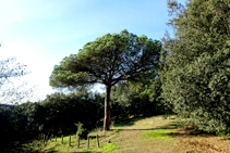 Camí de retorn a les Guilloteres.