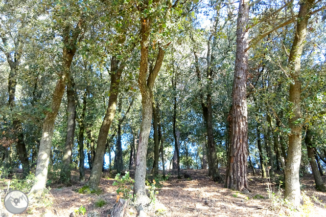 El volcà de la Crosa de Sant Dalmai 1 