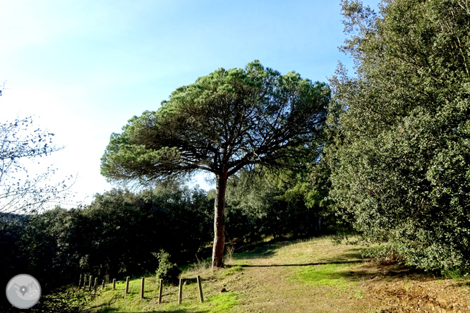 El volcà de la Crosa de Sant Dalmai 1 