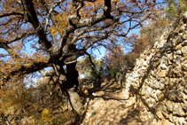 Roure al costat del camí.