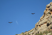 Voltors volant ben a prop de les parets dels cingles de Pessonada.