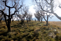 Vista panoràmica de les feixes del Roc de Pessonada.