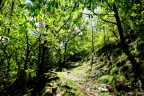 Part baixa del bosc d´Arnui.