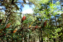 La pineda del bosc d´Arnui.