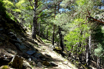 Pineda de pi roig amb bedolls al bosc d´Arnui.