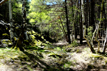 Jocs de llums i ombres al bosc d´Arnui.