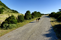 La pista transcorre entre camps de conreu i cingleres que no deixen indiferent.