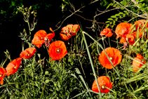 Esclat primaveral de roselles (<i>Papaver rhoeas</i>) a la riba nord de l´Onyar.