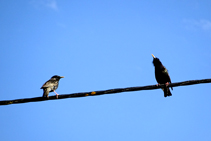 Estornells vulgars (<i>Sturnus vulgaris</i>) sobre un cable.