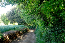 Bosquet de Can Coll abans d´arribar a Sant Dalmai.