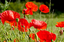 Roselles (<i>Papaver rhoeas</i>) al marge del camí.