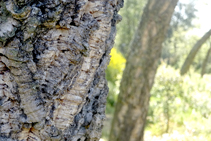 Escorces d´alzina surera (<i>Quercus suber</i>).
