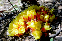 Bonica flor de sotabosc mediterrani.