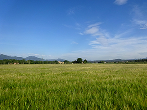 Volta pel Rec de Banyacans i les Fonts de Salitja