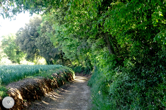 Volta pel Rec de Banyacans i les Fonts de Salitja 1 