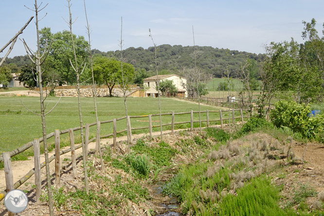 Volta pel Rec de Banyacans i les Fonts de Salitja 1 