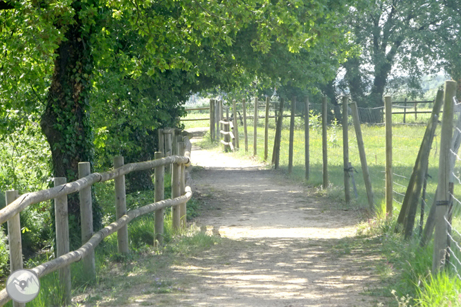 Volta pel Rec de Banyacans i les Fonts de Salitja 1 